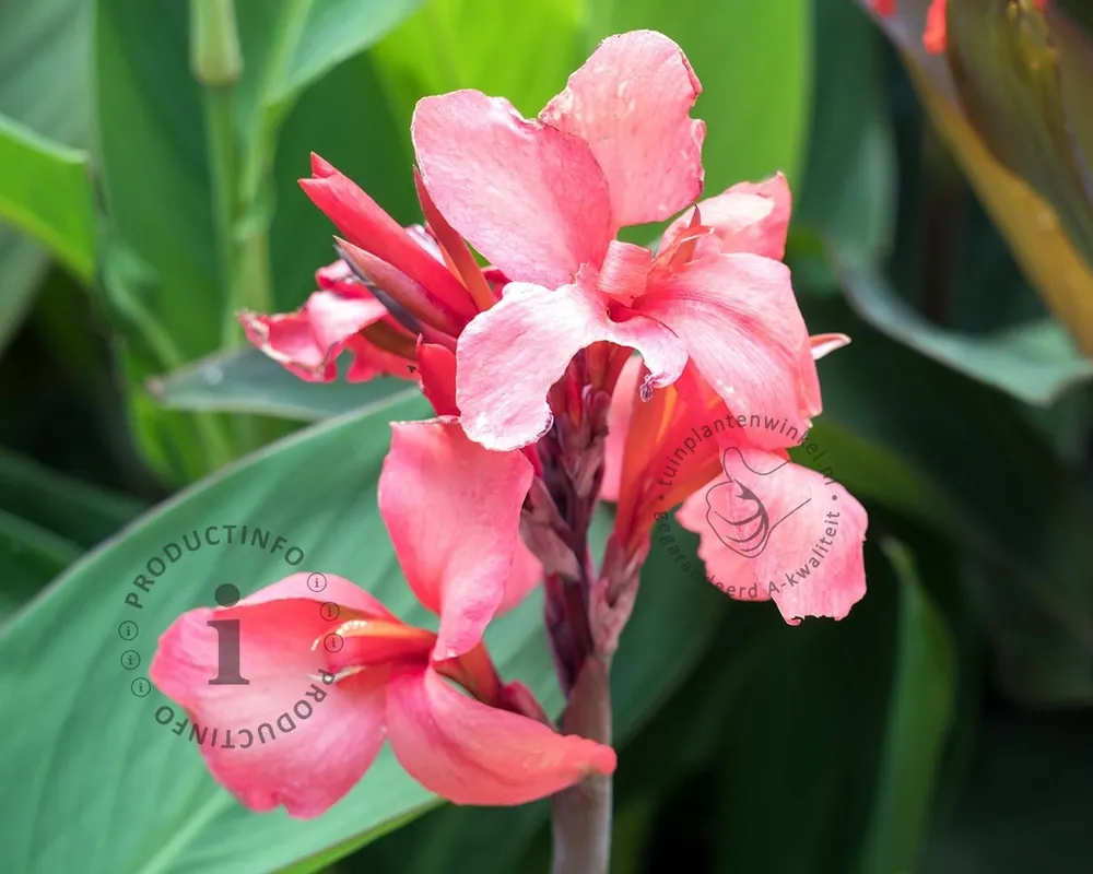 Aanbieding | Canna ‘City of Portland‘ - knol