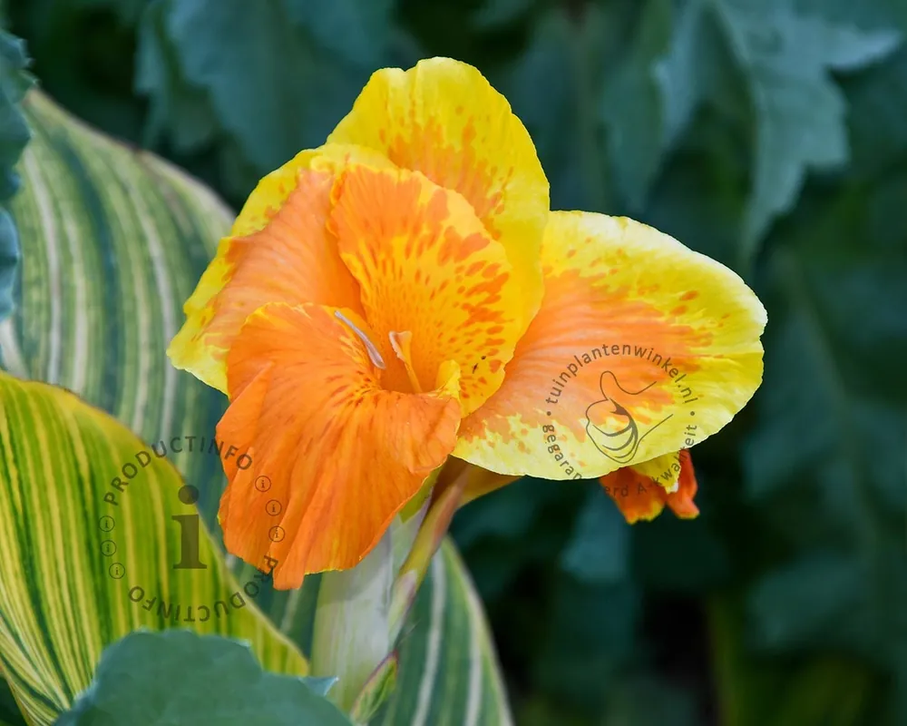 Canna indica ‘Pretoria‘ | Meest verkocht