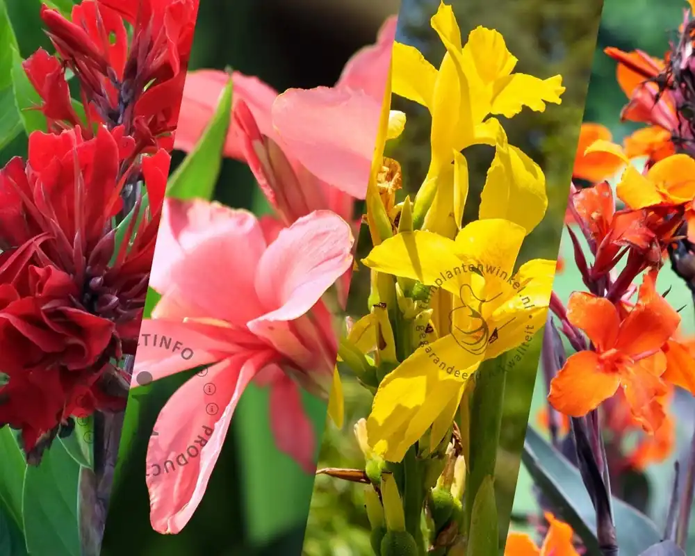 Canna Mix - knol - Net gelanceerd