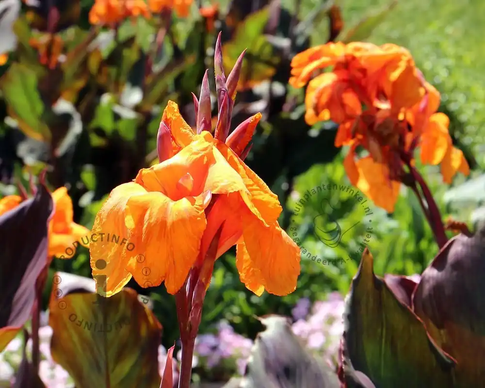 Direct kopen | Canna ‘Wyoming‘ - knol