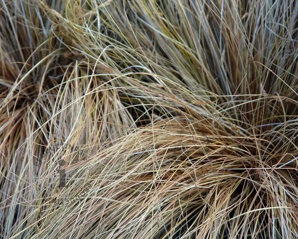 Carex buchananii | Snelle verzending