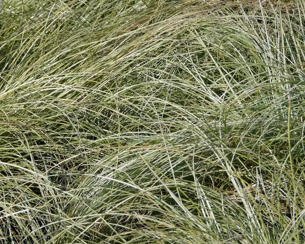 Carex comans ‘Frosted Curls‘ - Laatste stuks