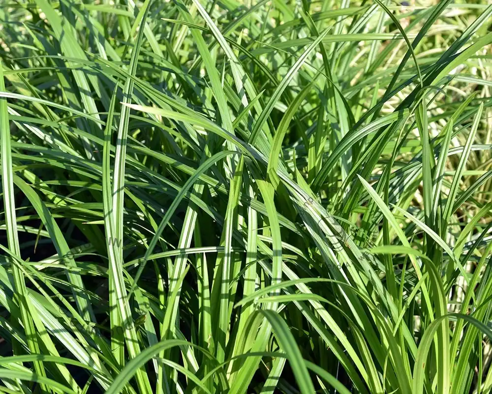 Carex foliosissima ‘Irish Green‘ - Nieuw product