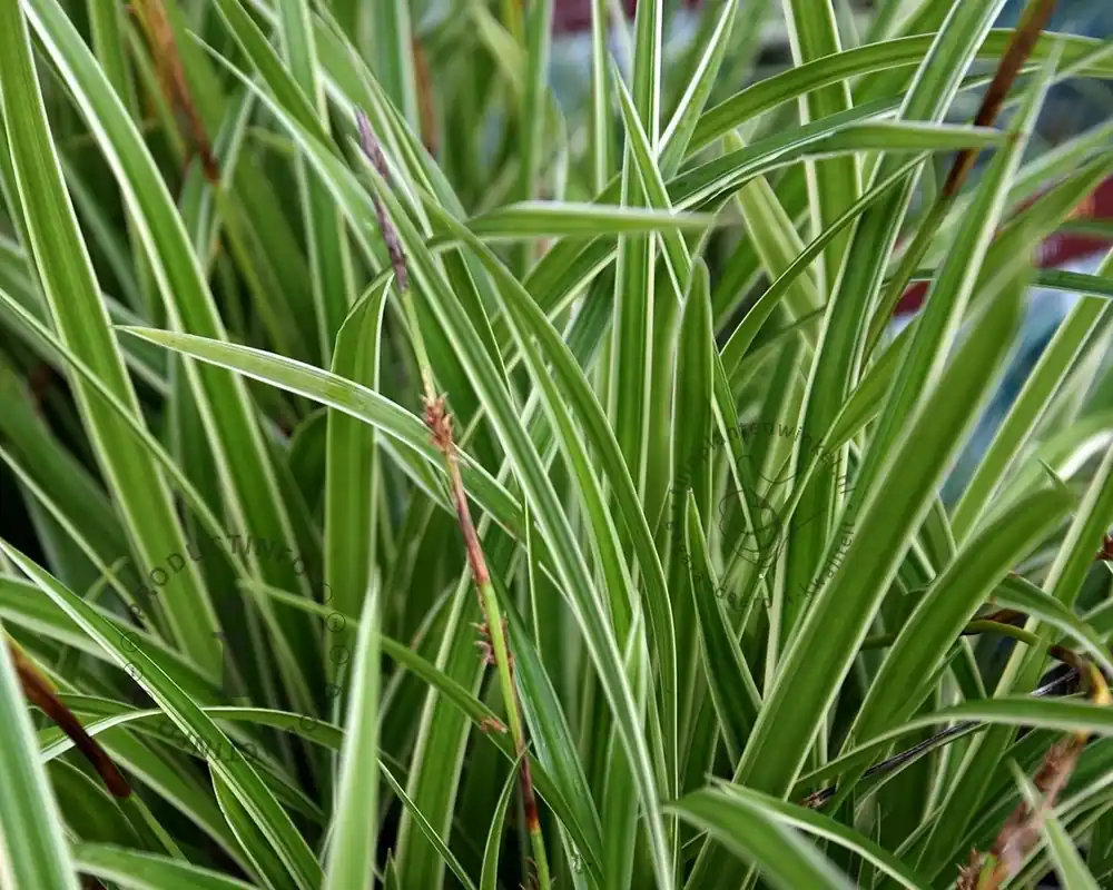 Op voorraad | Carex morrowii ‘Ice Dance‘