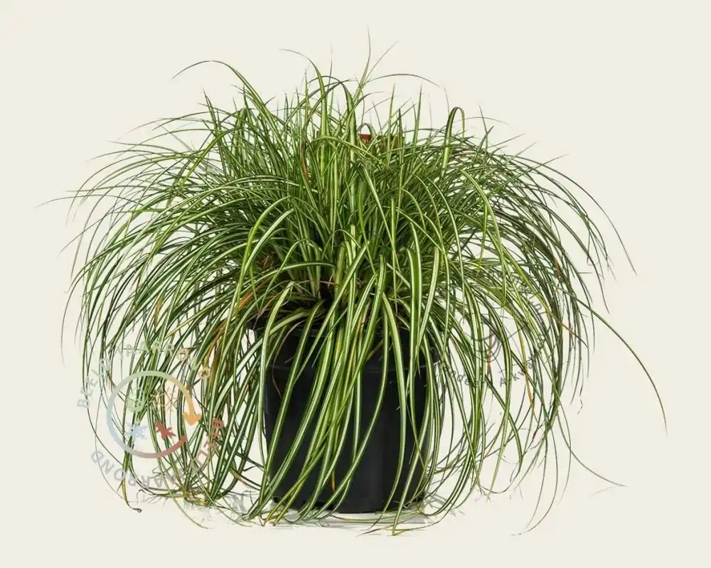 Carex oshimensis ‘Evergold‘ - Extra korting
