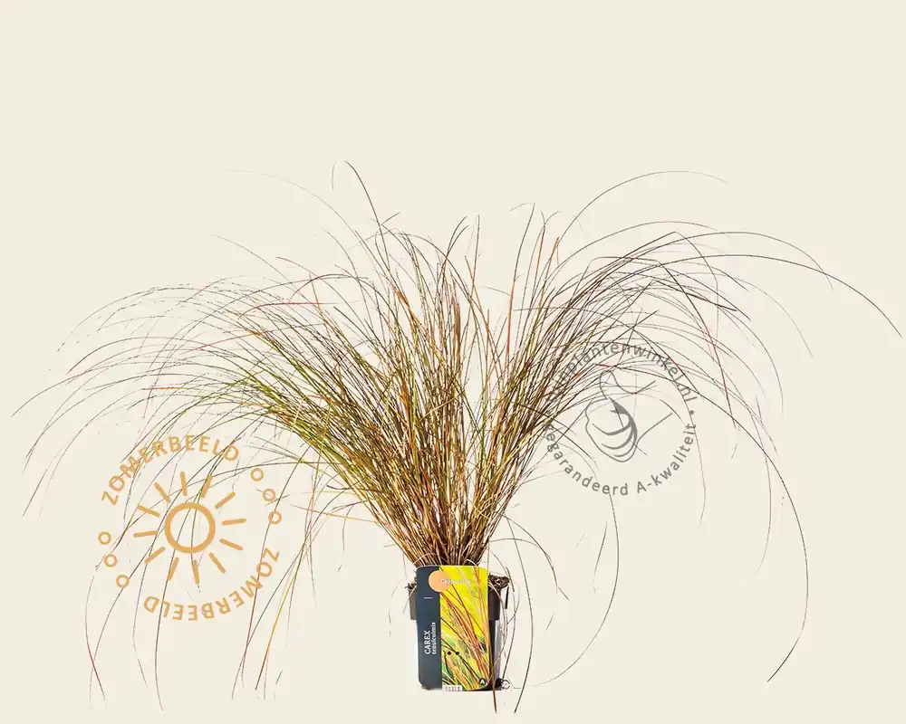Fabrieksprijs | Carex tenuiculmis ‘Cappuccino‘