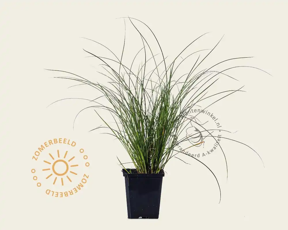 Carex testacea ‘Prairie Fire‘ - Professionele kwaliteit