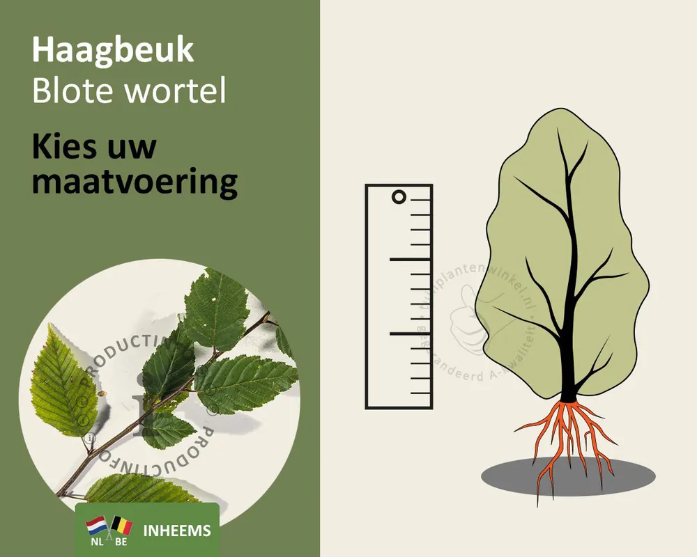 Direct beschikbaar | Carpinus betulus - blote wortel