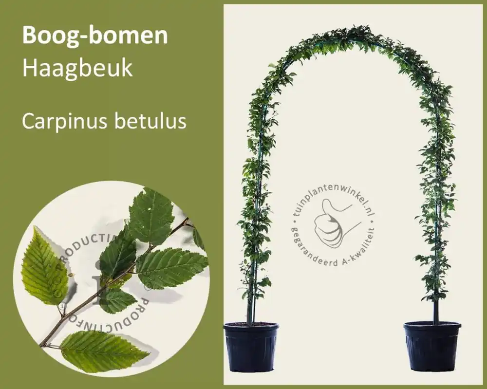 Bespaar meer - Carpinus betulus - Boogvorm set
