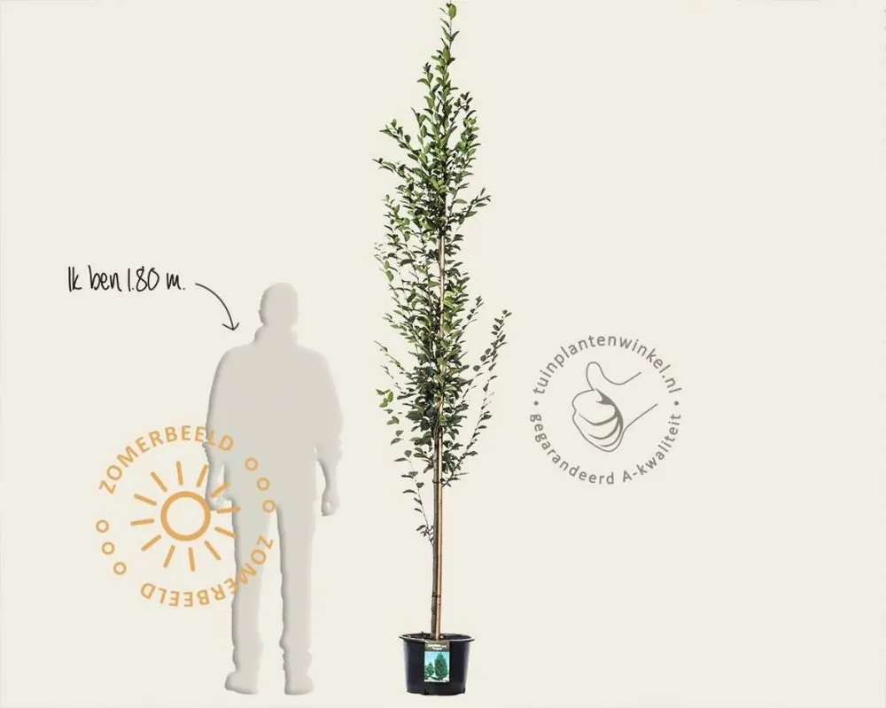 Premium | Carpinus betulus ‘Fastigiata‘ - beveerd