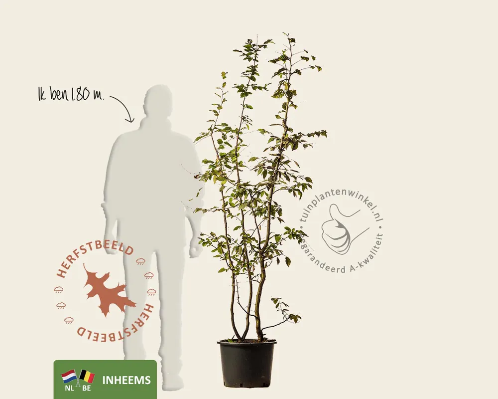 Carpinus betulus - meerstammig | Laatste stuks