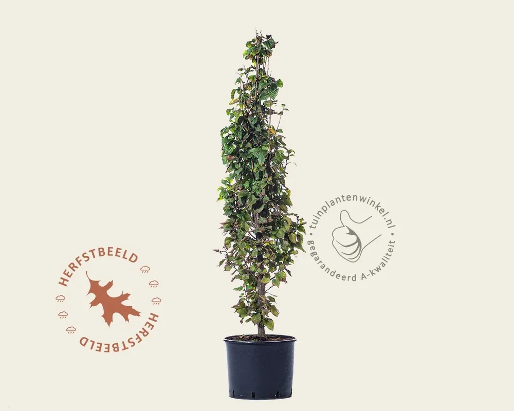 Carpinus betulus ‘Monumentalis‘ | Spoedlevering
