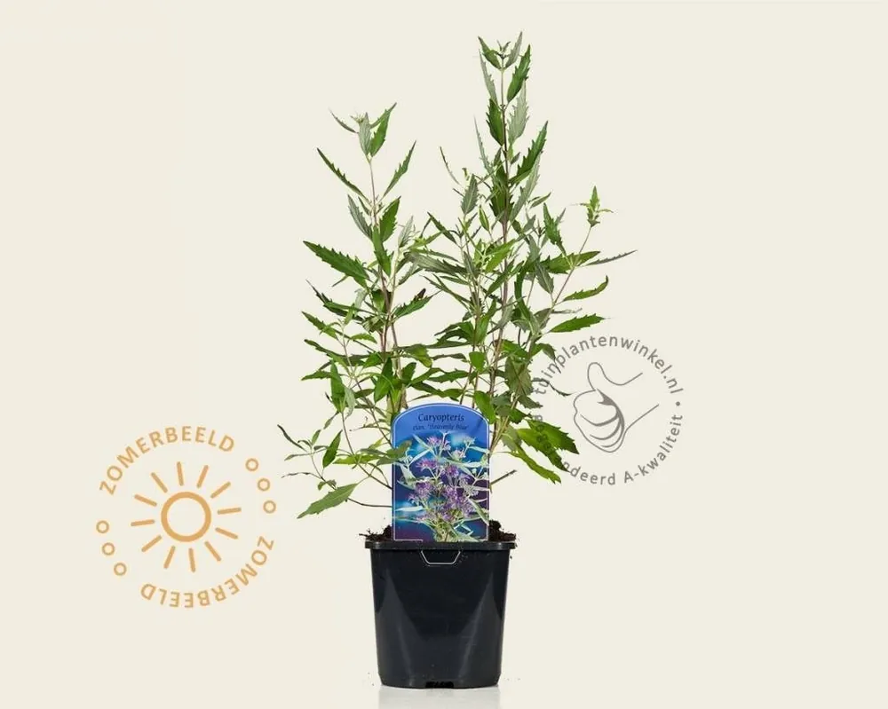 Caryopteris x clandonensis ‘Heavenly Blue‘ | Deal