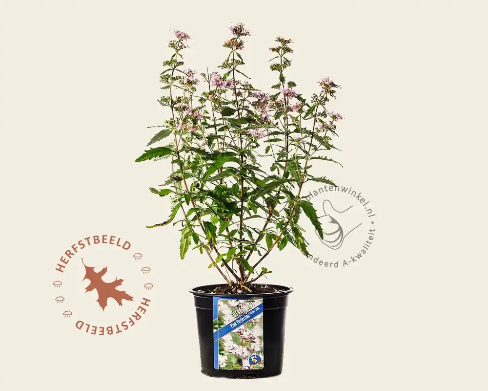 Caryopteris x clandonensis ‘Pink Perfection‘ | Topproduct