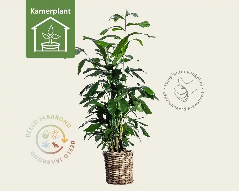 Caryota mitis - Koop vandaag