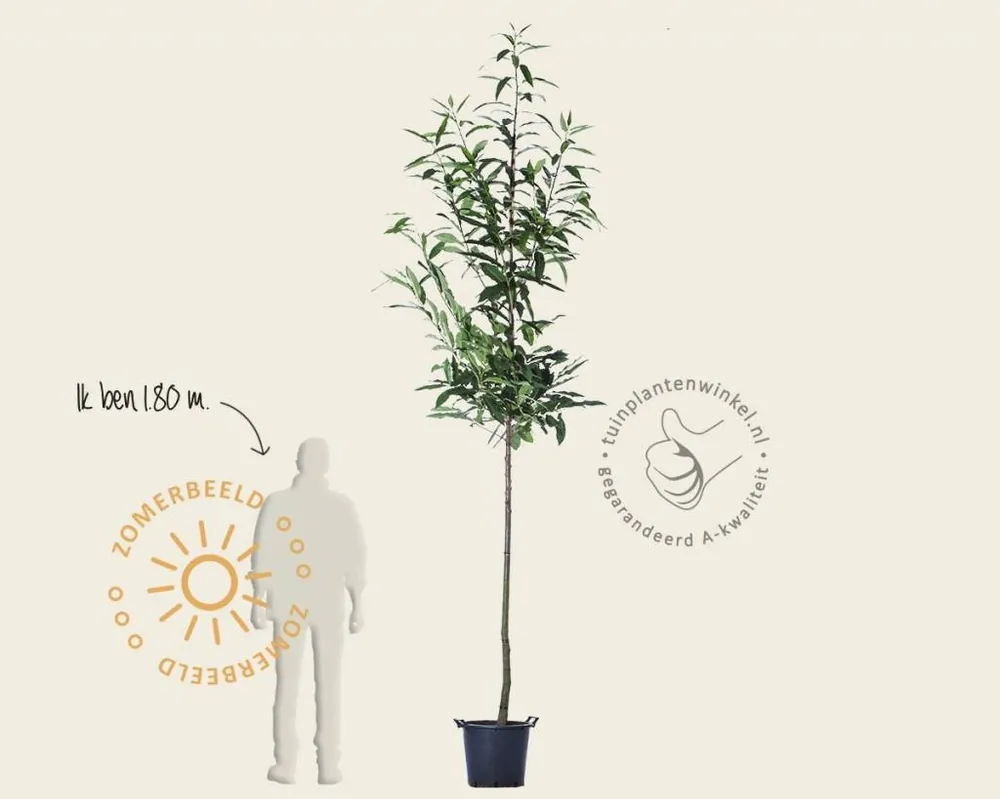 Castanea sativa | Actie