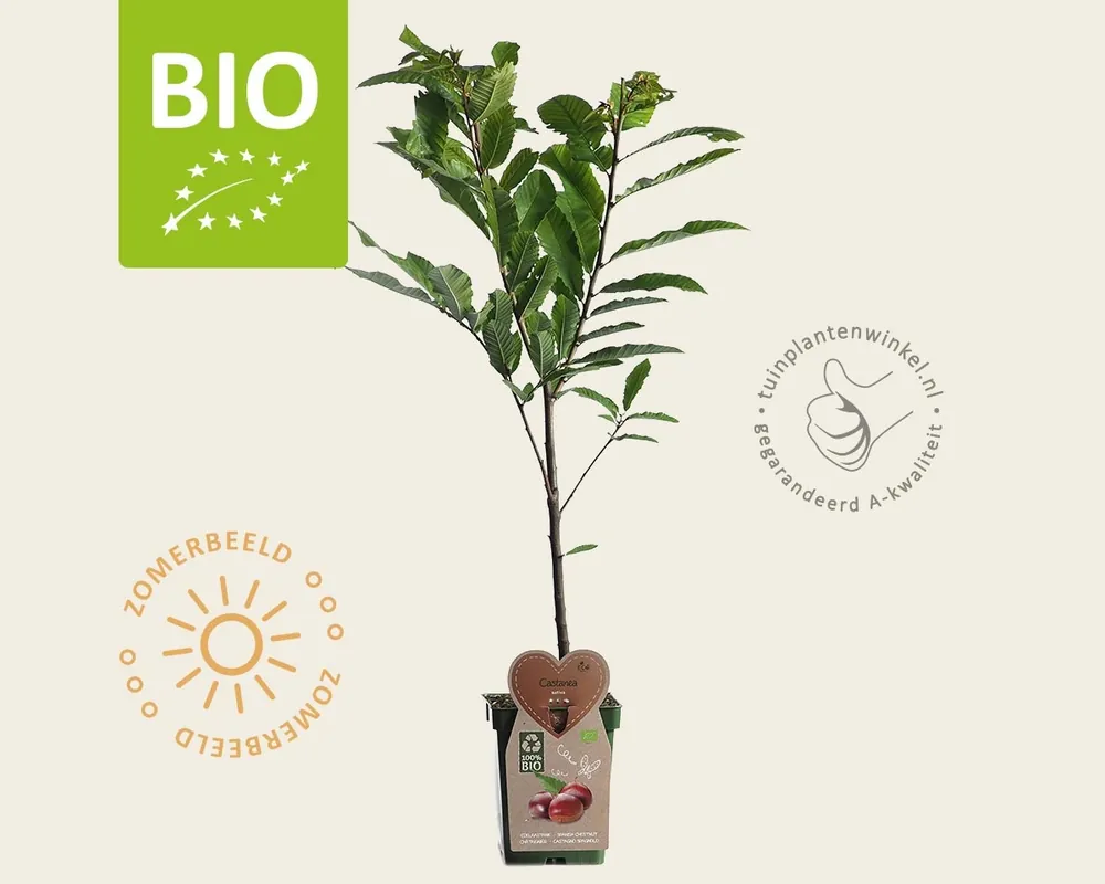 Nieuw binnengekomen - Castanea sativa - BIO mini