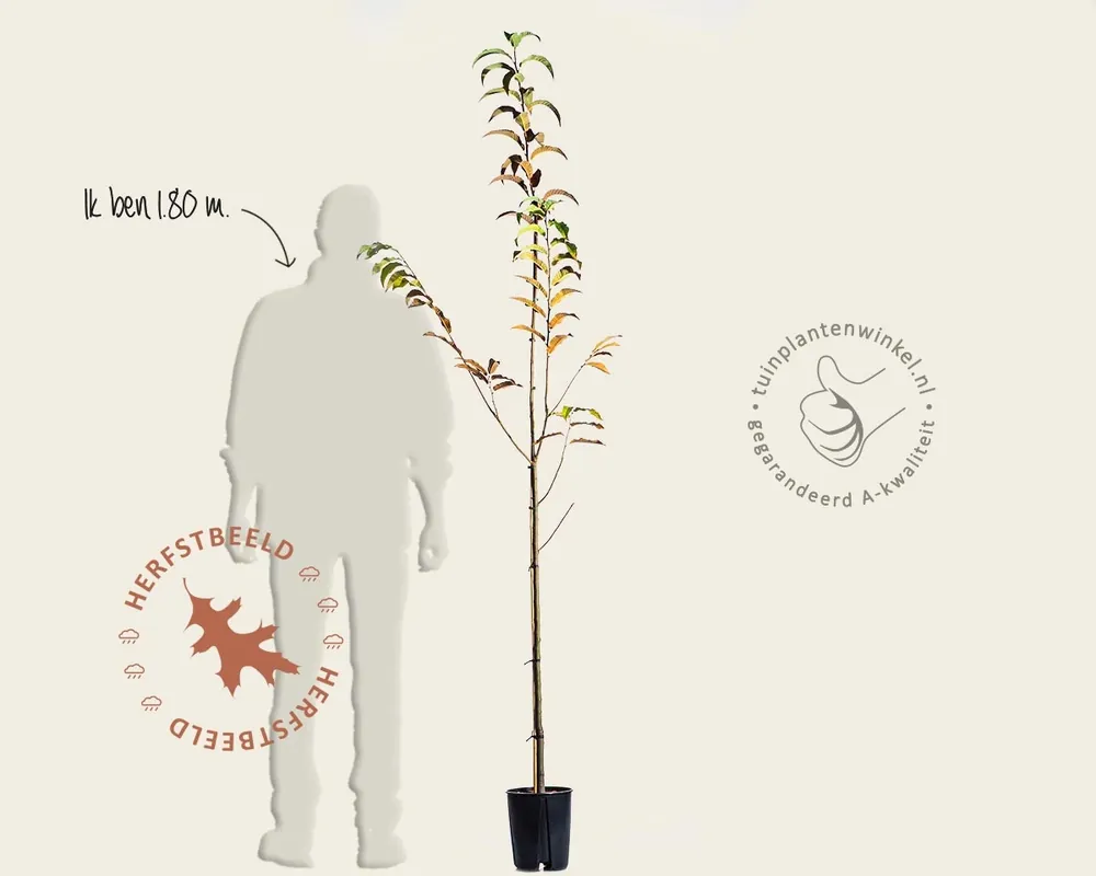Castanea sativa ‘Lyon‘ - Online kopen