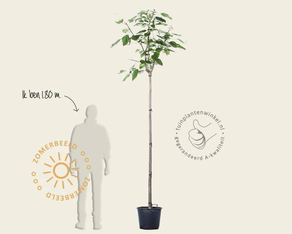 Direct bestellen - Catalpa bignonioides