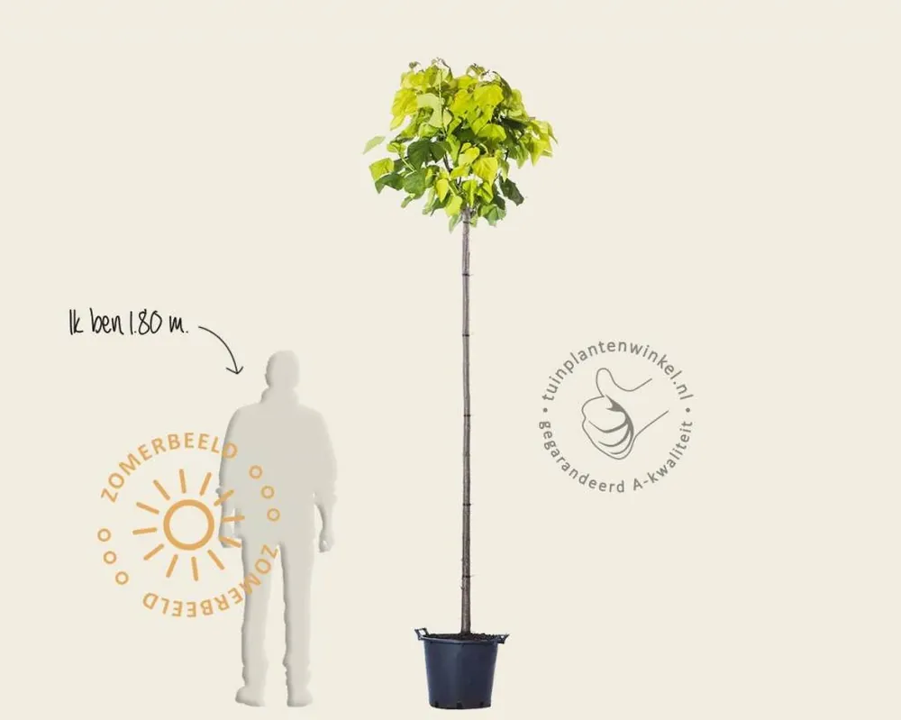 Catalpa bignonioides ‘Aurea‘ | Online bestellen