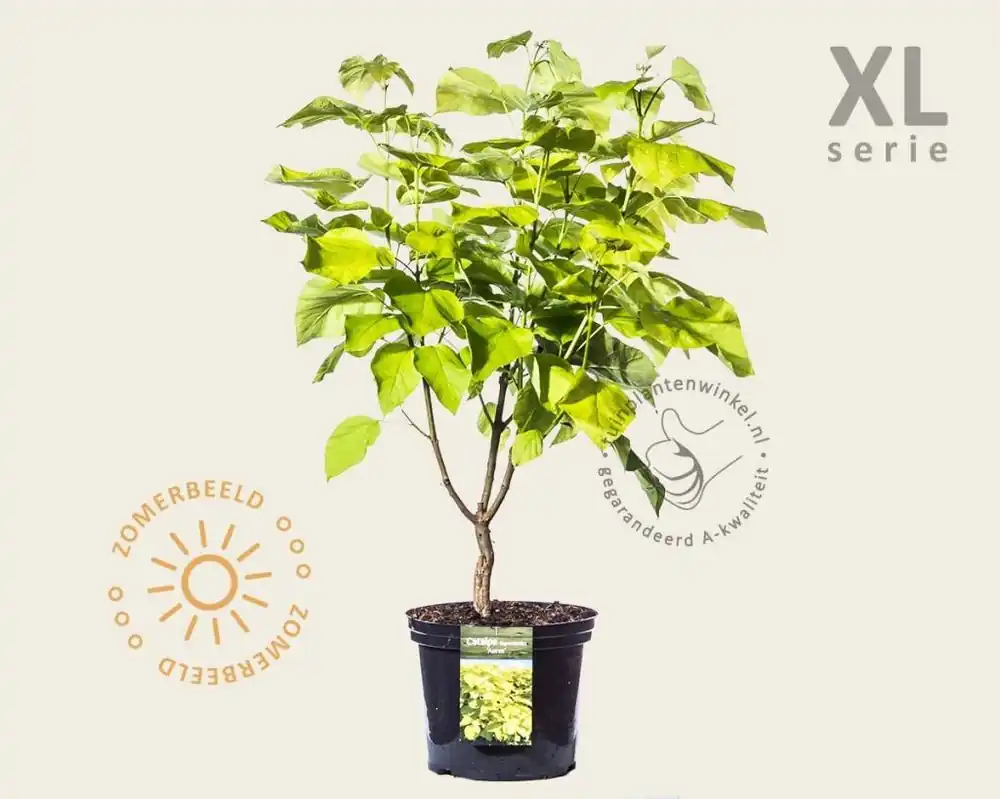 Catalpa bignonioides ‘Aurea‘ - XL - Speciale aanbieding