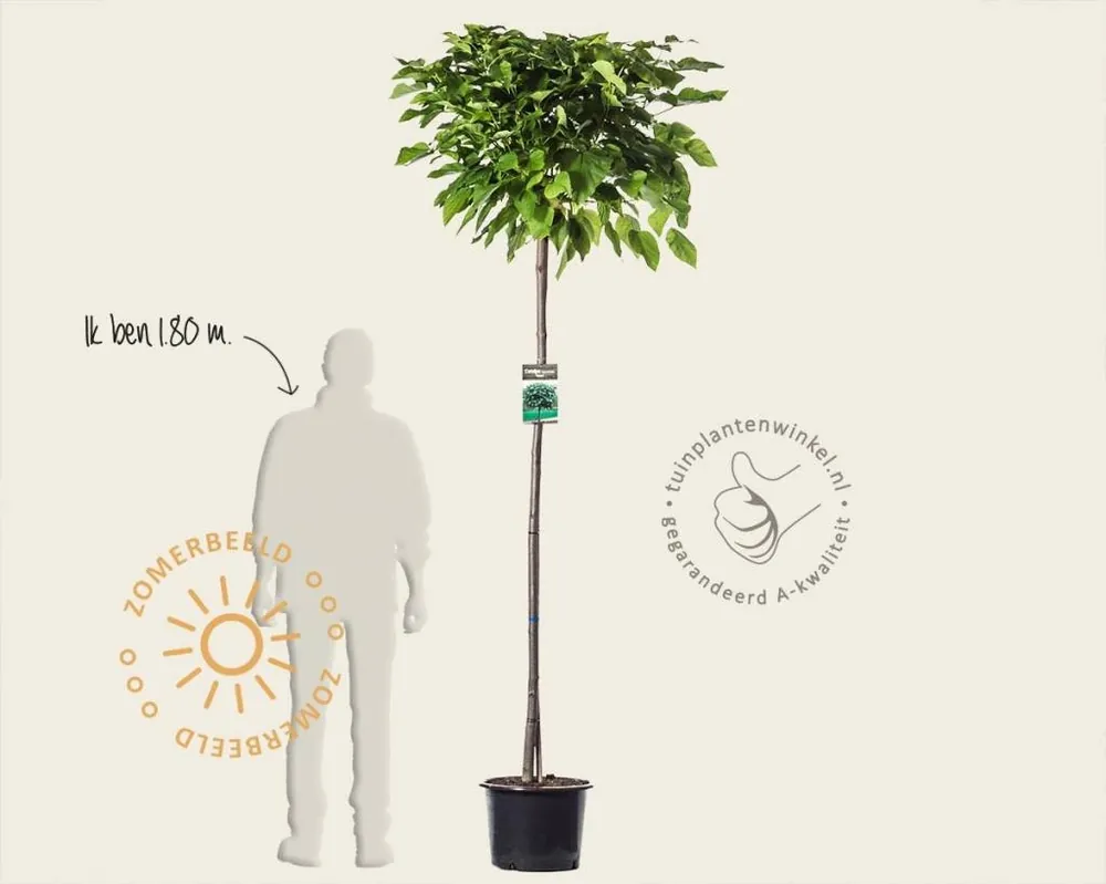 Zeer goed beoordeeld - Catalpa bignonioides ‘Nana‘ - 180 cm stam