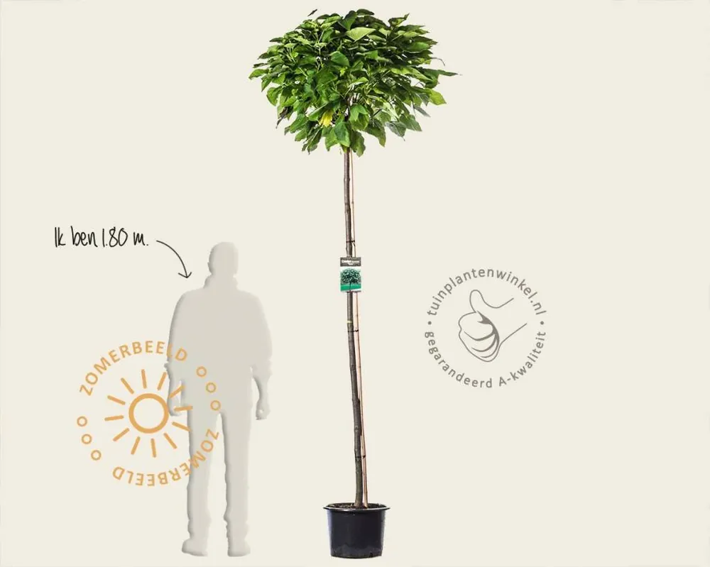 Catalpa bignonioides ‘Nana‘ - 200 cm stam - Nu beschikbaar
