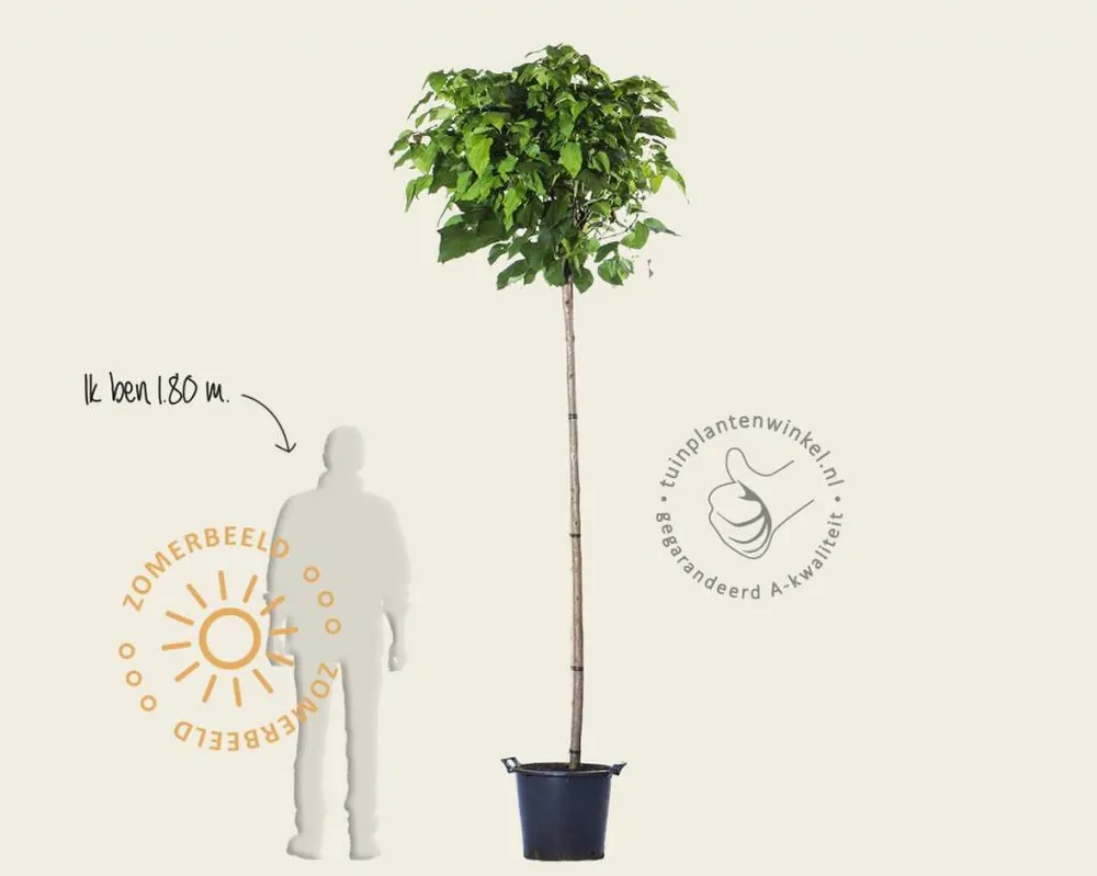 Verlaagde prijs | Catalpa bignonioides ‘Nana‘ - 225 cm stam