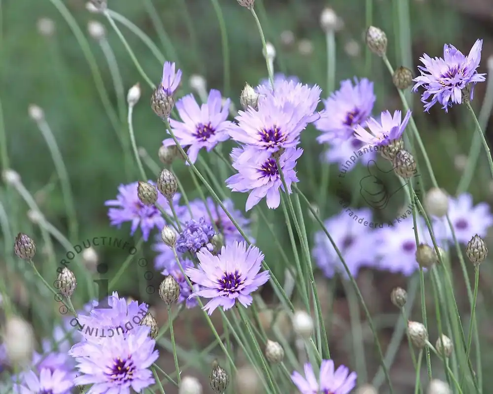 Catananche caerulea | Veilige betaling