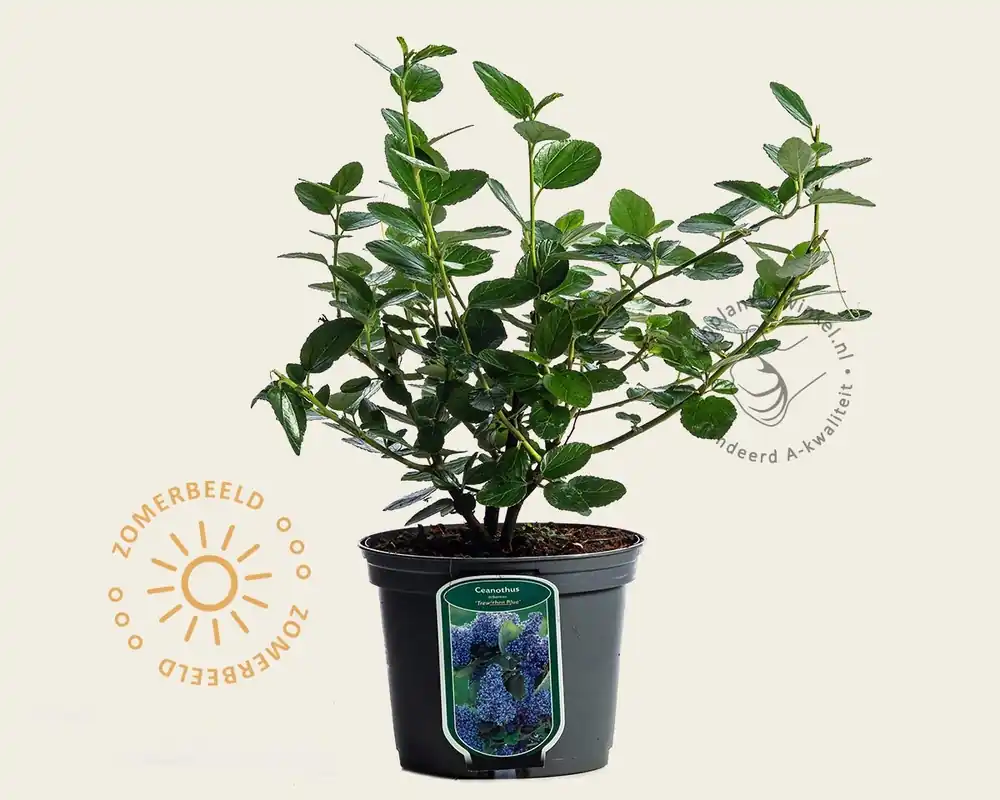 Premiumkwaliteit - Ceanothus arboreus ‘Trewithen Blue‘