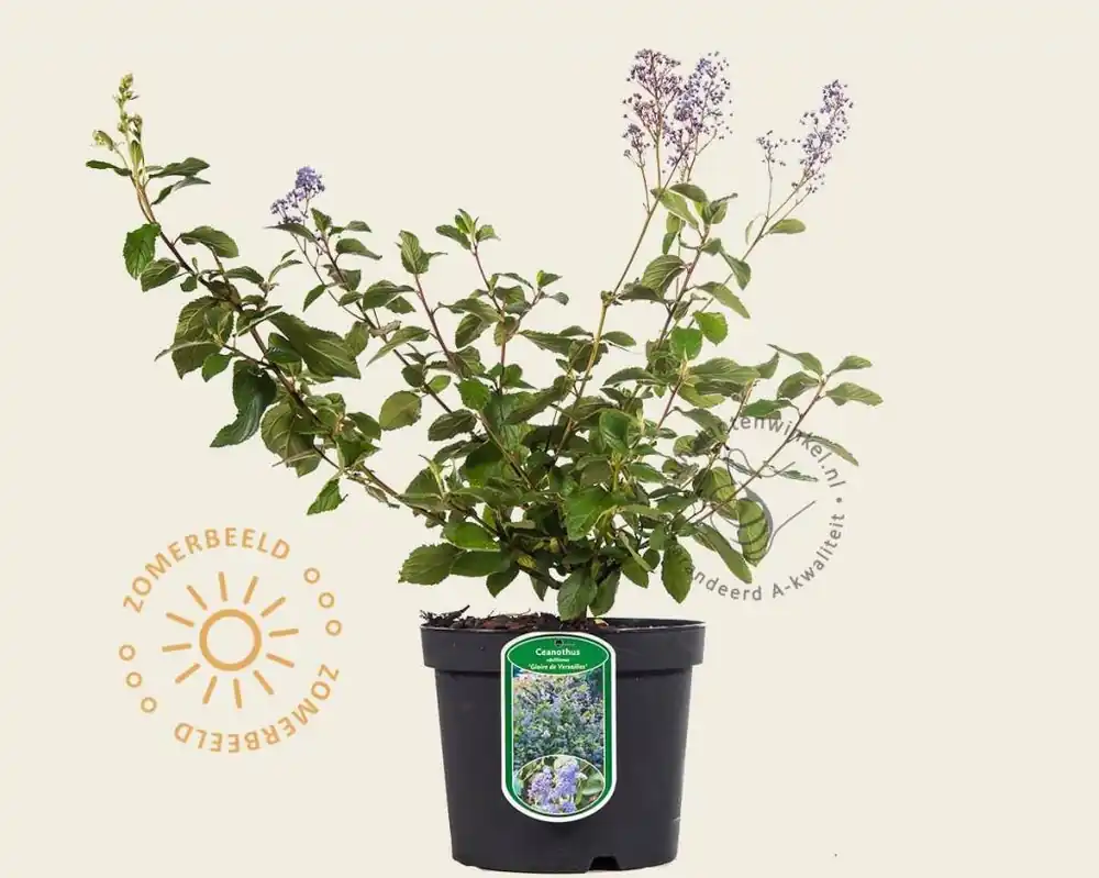 Ceanothus delilianus ‘Gloire de Versailles‘ - Snelle levering