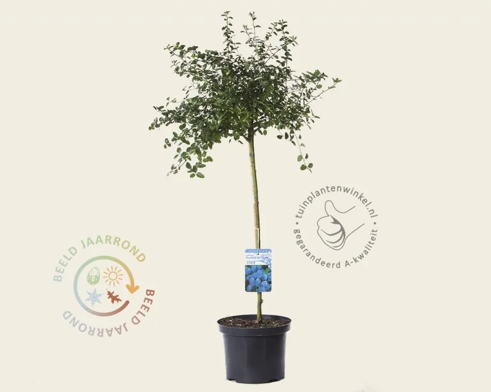 Bestelbaar - Ceanothus thyrsiflorus var repens - 60 cm stam