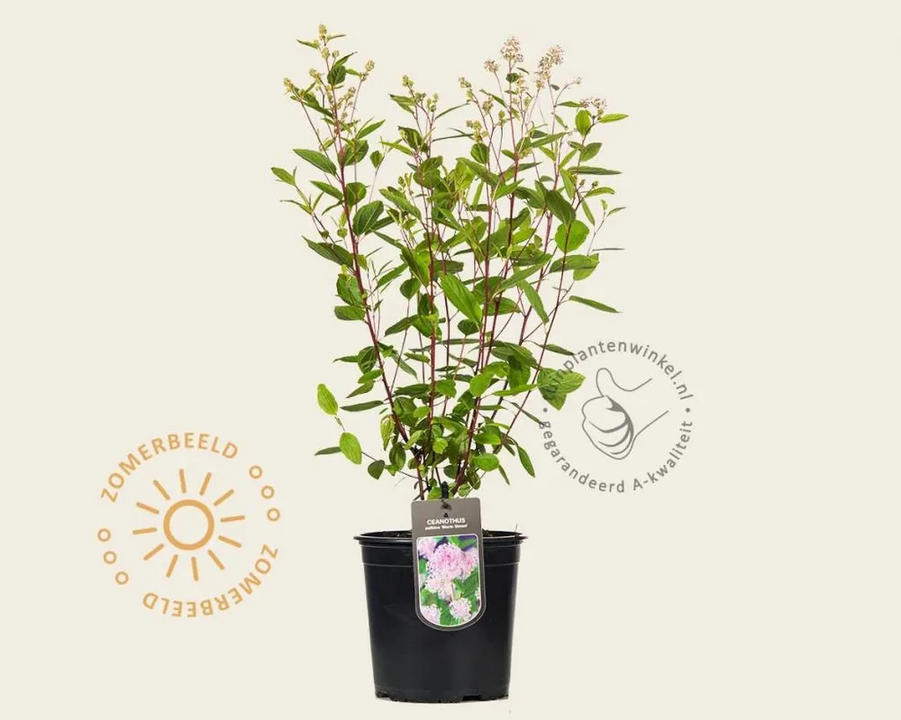 Ceanothus x pallidus ‘Marie Simon‘ | Expreslevering