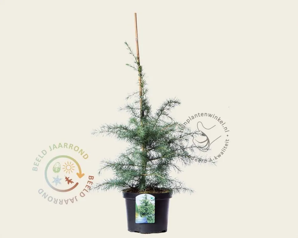 Cedrus deodara 60/80 | Bestseller