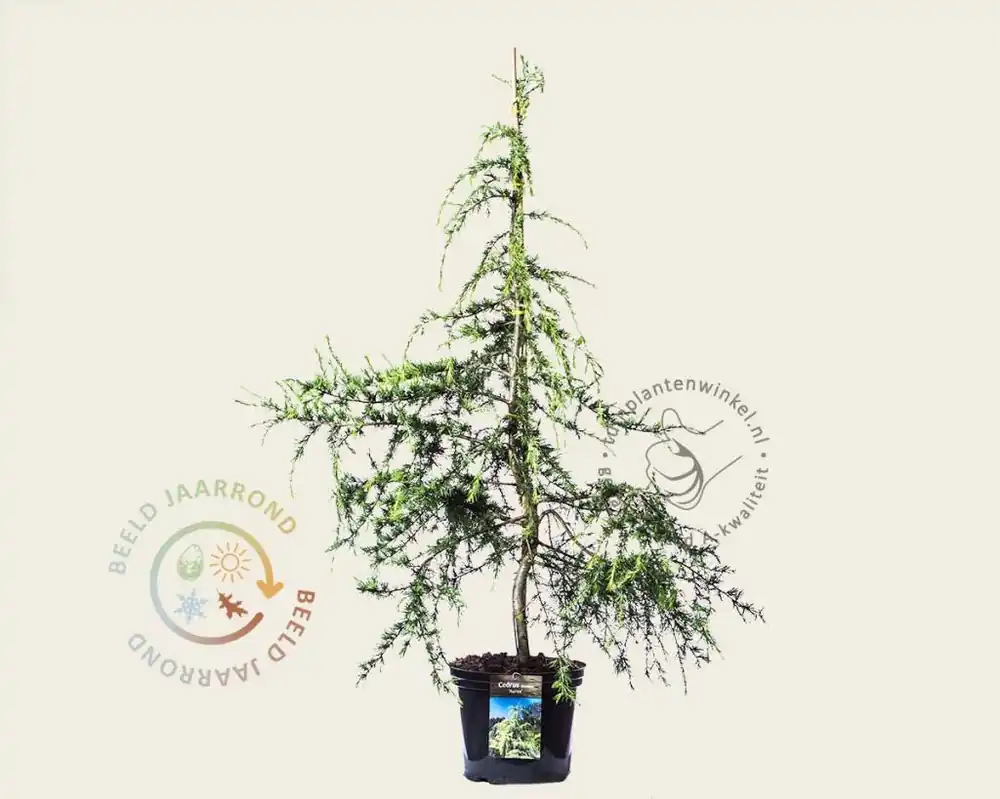 Gratis retourneren | Cedrus deodara ‘Aurea‘