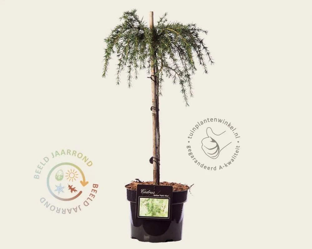 Extra voordeel - Cedrus deodara ‘Feelin Blue‘ - 40 cm stam