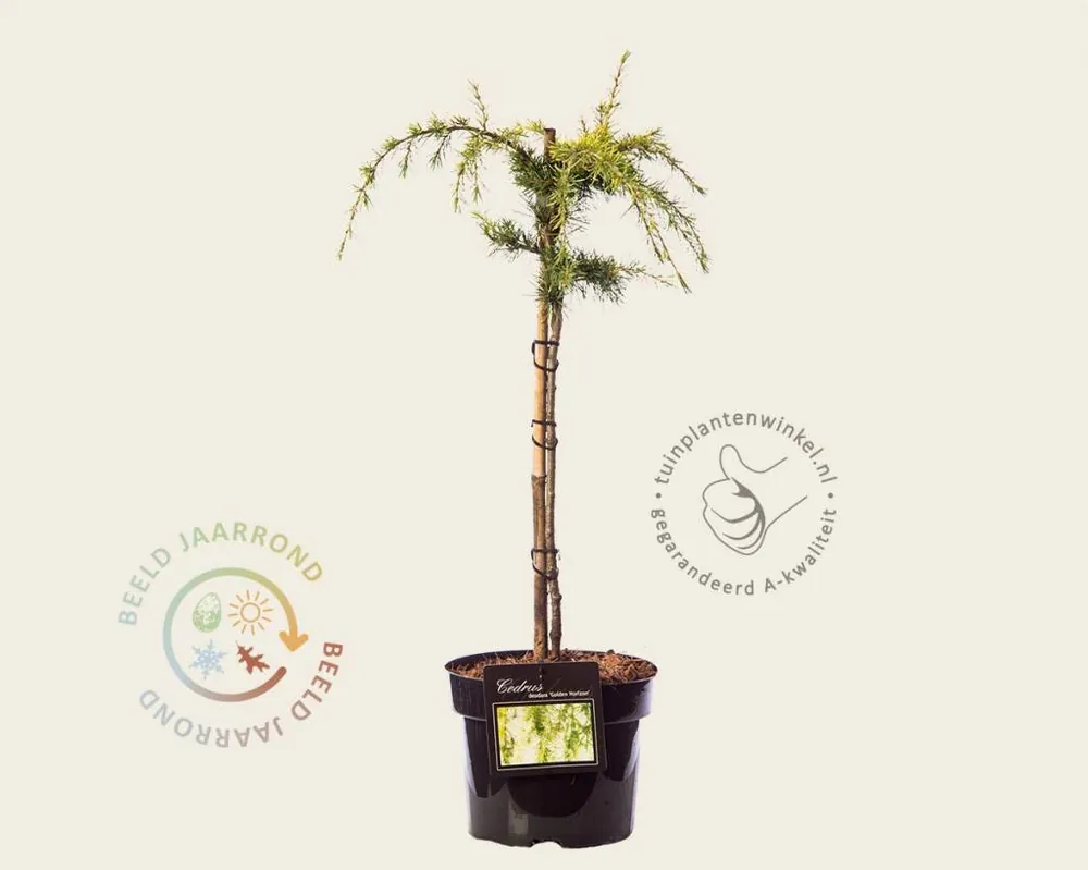 Premium - Cedrus deodara ‘Golden Horizon‘ - stam 40 cm