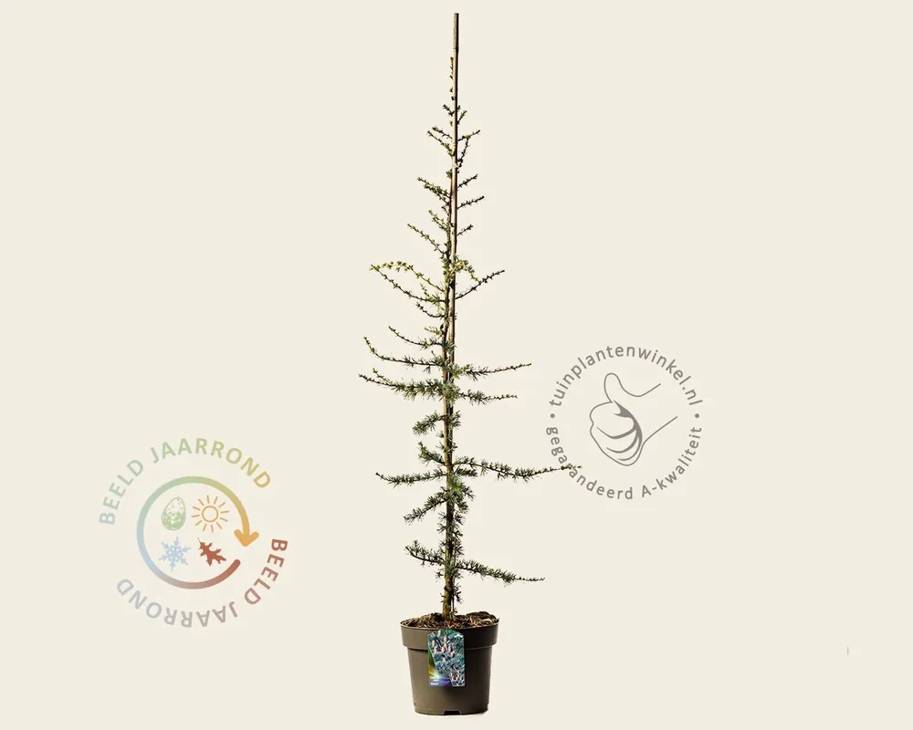 Cedrus libani ‘Glauca‘ | Dagdeal