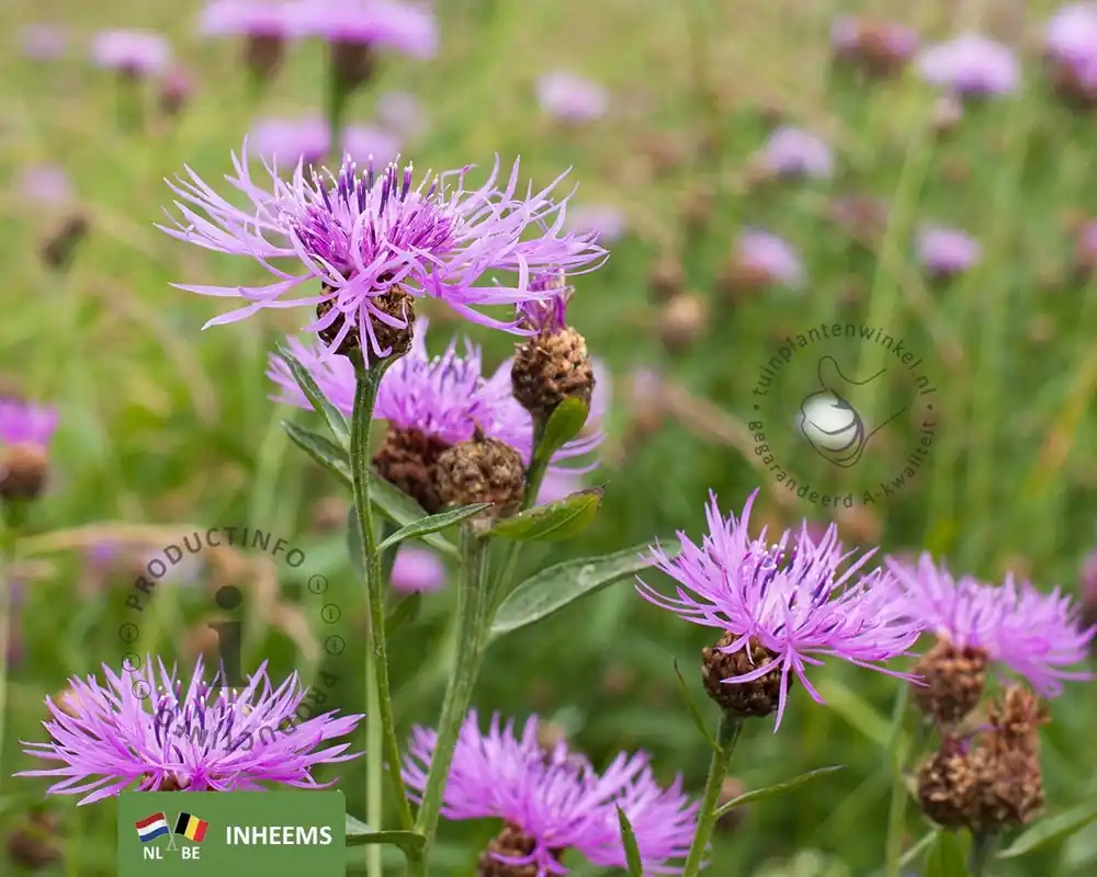 Veel voordeel - Centaurea jacea