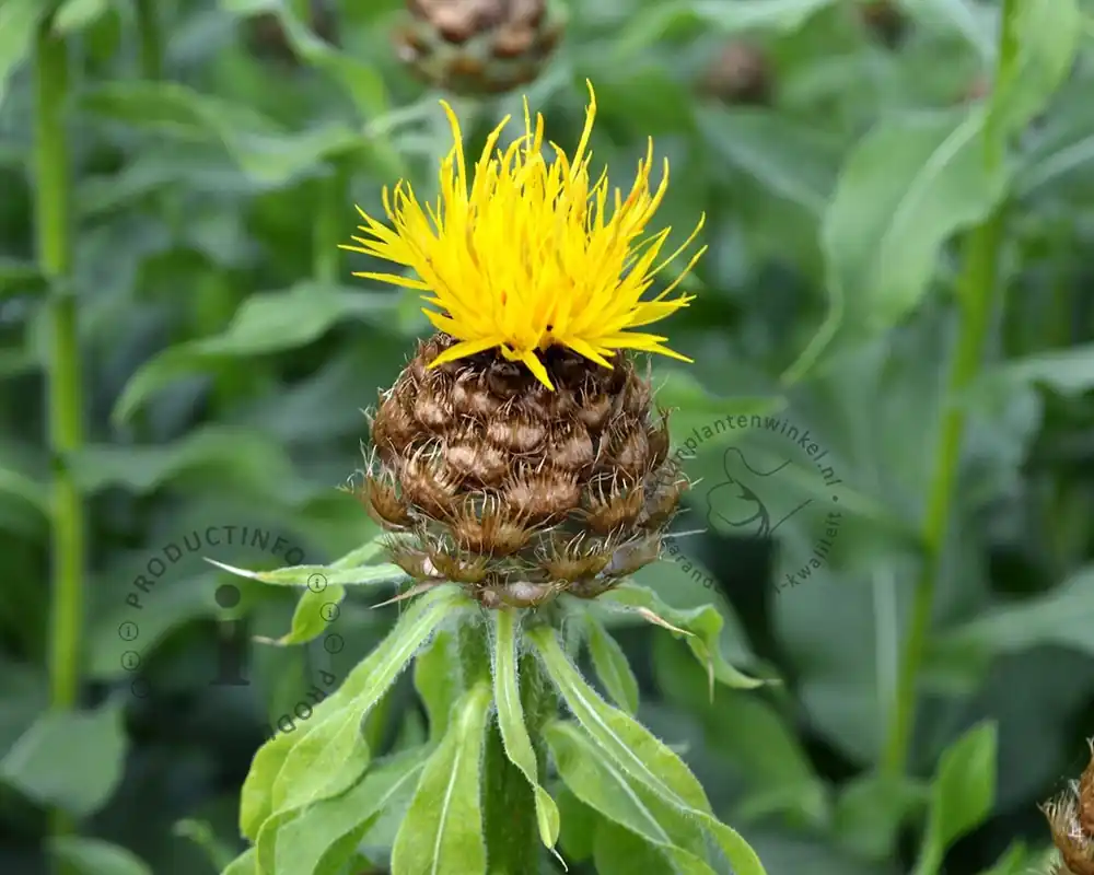 Outlet - Centaurea macrocephala