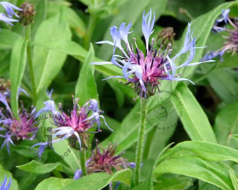 Actie - Centaurea montana ‘Grandiflora‘
