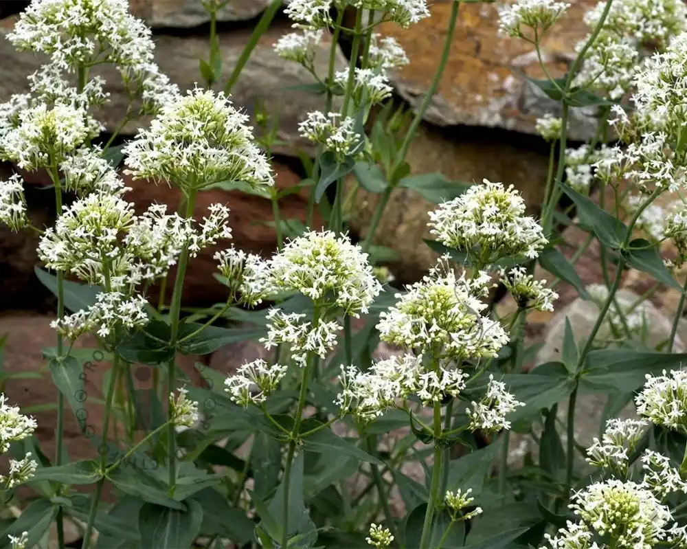Bestelbaar | Centranthus ruber ‘Albus‘