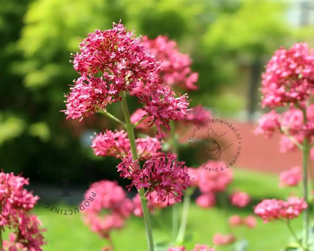 Centranthus ruber ‘Coccineus‘ | Voordelig