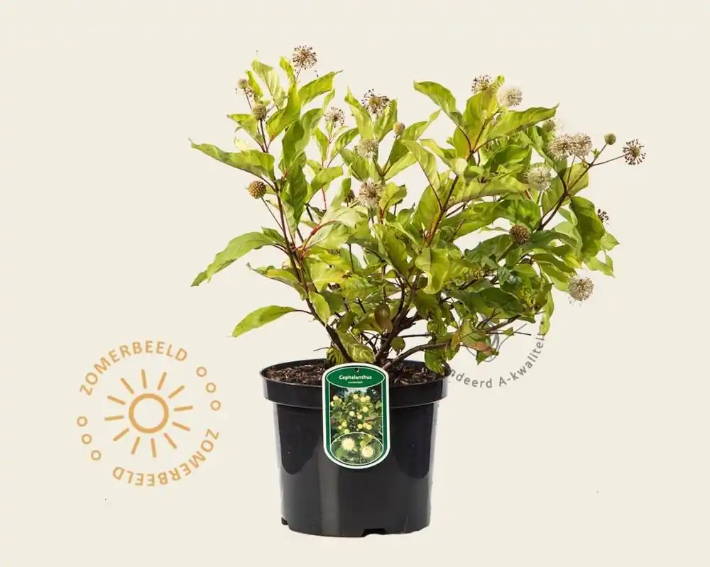 Cephalanthus occidentalis | Superprijs