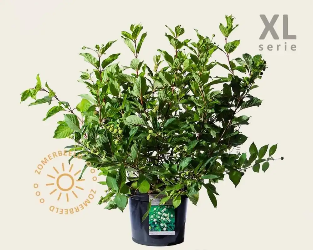 Cephalanthus occidentalis - XL - Favoriet van klanten