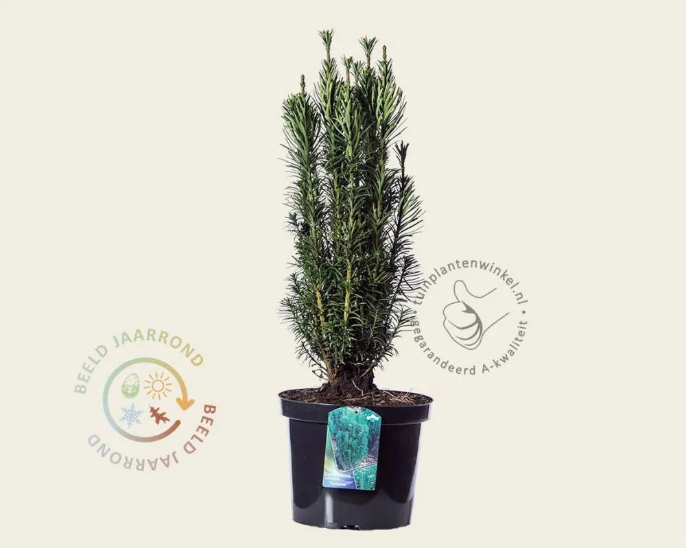 Bespaar nu | Cephalotaxus harringtonia ‘Fastigiata‘