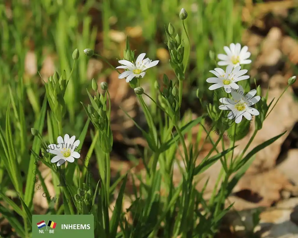 Bestseller | Cerastium arvense