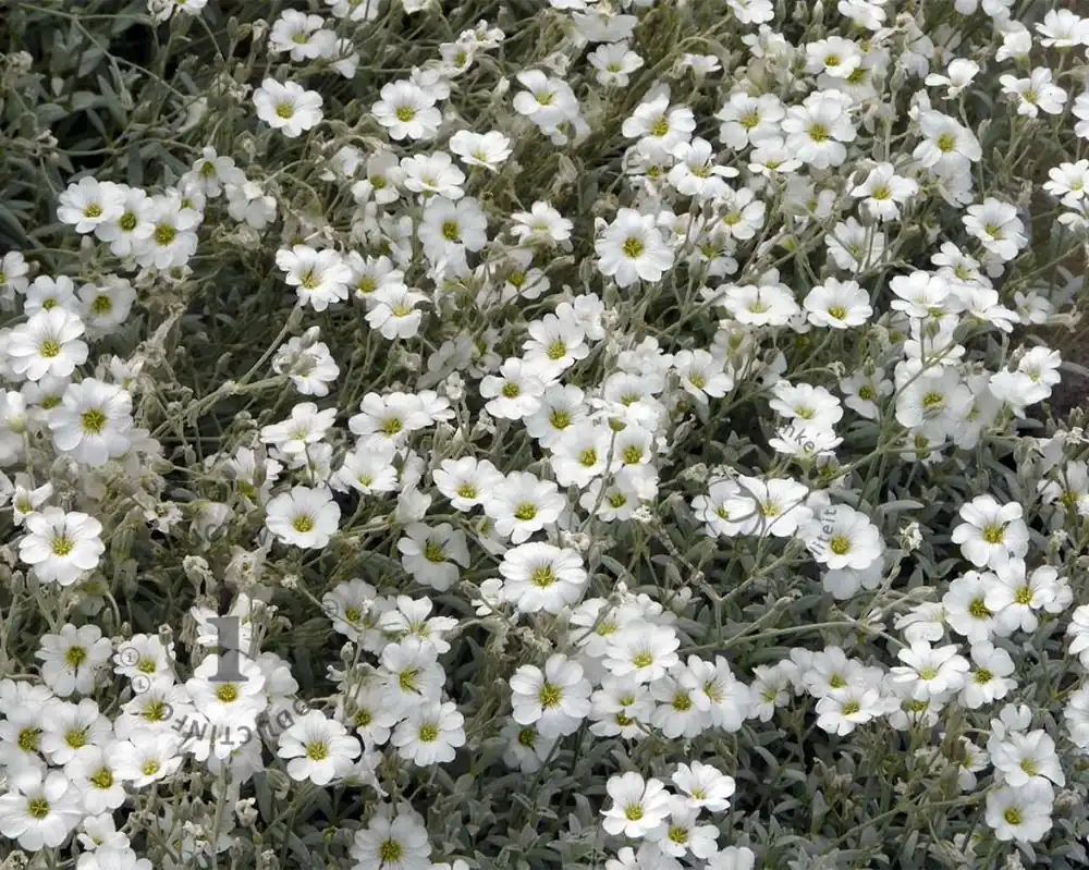 Cerastium tomentosum | Zojuist toegevoegd