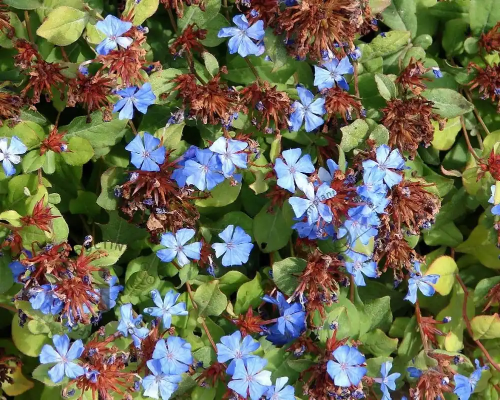 Deal - Ceratostigma plumbaginoides
