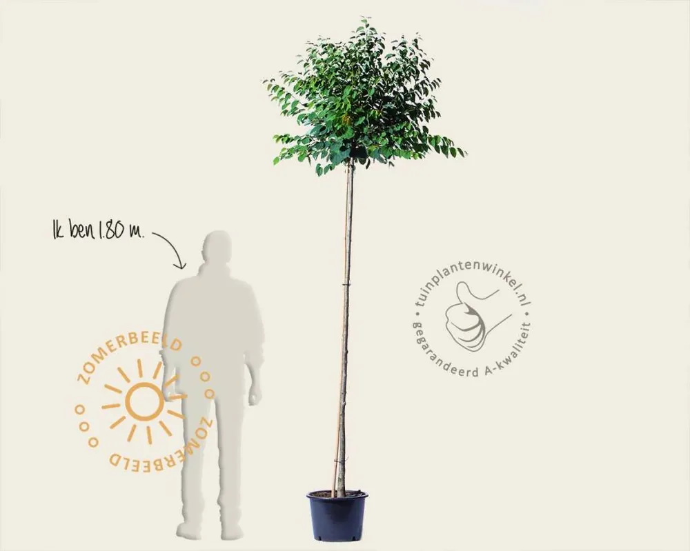 Cercidiphyllum japonicum ‘Glowball‘ - 200 cm stam | Koopje